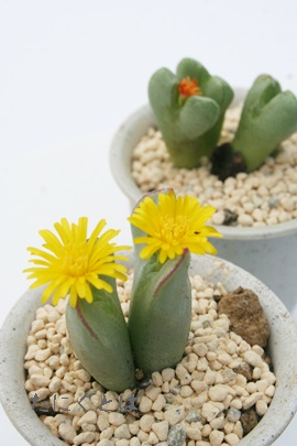 A傤ARmtBc-Conophytum 'OUSYOU'