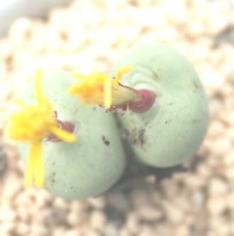 i}JiARmtBc-Conophytum namacanum