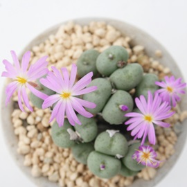 Qǋ,؂傭ARmtBc-Conophytum sellatum