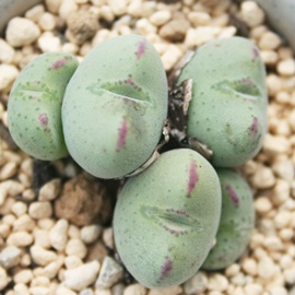 JA͂ƂԂARmtBc-Conophytum 'HATOBUE'