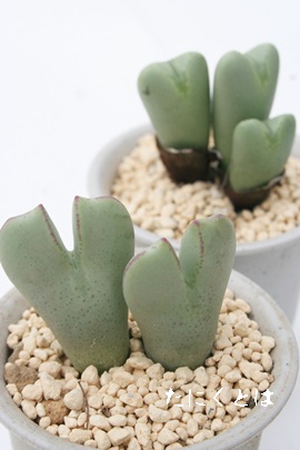 L,炪ARmtBc-Conophytum bilobum 'SAKURAGAI'