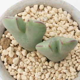 L,炪ARmtBc-Conophytum bilobum 'SAKURAGAI'