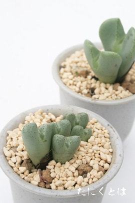 {a,イłARmtBc-Conophytum occultum