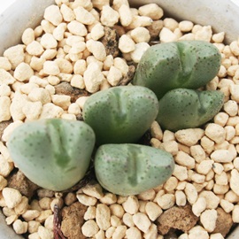 {a,イłARmtBc-Conophytum occultum