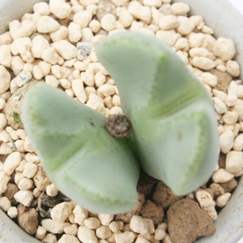 a,イłARmtBc-Conophytum 'SEIGYUDEN'