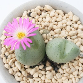 t,ARmtBc-Conophytum 'TIGOZAKURA'