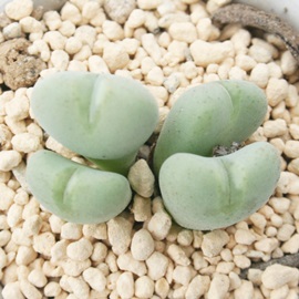 uyARmtBc-Conophytum puberulum 