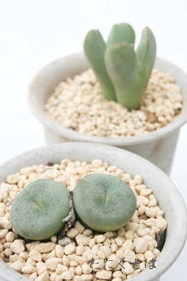 STARmtBc-Conophytum rugosa