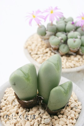 jTAキĂARmtBc-Conophytum 'SYUKUTEN'