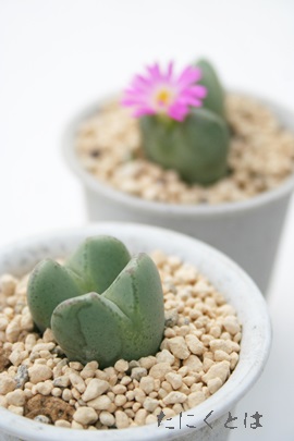 ̉ẤARmtBc-Conophytum 'SAKURANOSONO'