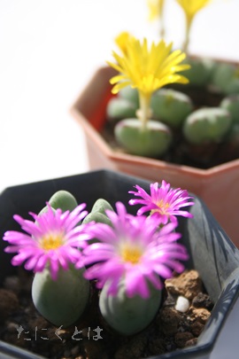 H̖Â߁ARmtBc-Conophytum 'AKINOYUME'