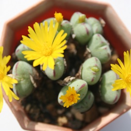 CUGARmtBc-Conophytum luisae