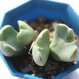 ǉAARmtBc-Conophytum 'KAEN'