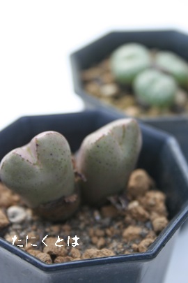 ~A񂭂ARmtBc-Conophytum marnierianum