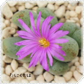 ʁA݂܁ARmtBc-Conophytum 'MIZUTAMA'