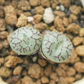 EbAARmtBc-Conophytum 'UDAIJIN'