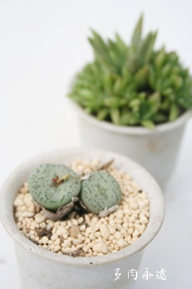 ӏA΂񂵂傤ARmtBc-Conophytum 'BANSYOU'