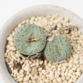 ӏA΂񂵂傤ARmtBc-Conophytum 'BANSYOU'