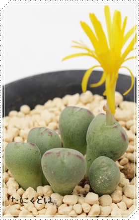 JAԂARmtBc-Conophytum  corniferum