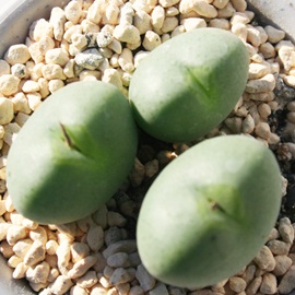 xm̈߁Aӂ̂ARmtBc-Conophytum 'FUJINOKOROMO'