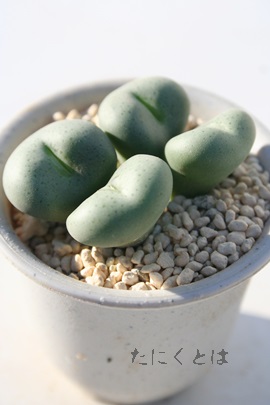 ʁA񂾂܁ARmtBc-Conophytum flavum