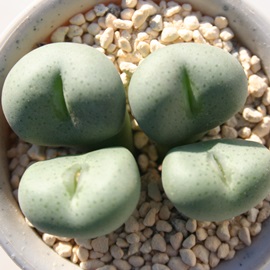 ʁA񂾂܁ARmtBc-Conophytum flavum