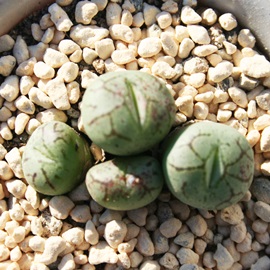 PAЂ߁ARmtBc-Conophytum scitulum