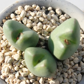 ԉA͂Ȃ́ARmtBc-Conophytum 'HANAZONO'