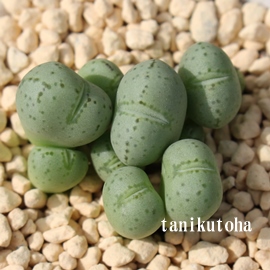 瑫A`A񂻂邿ARmtBc-Conophytum SENSOKUARUTIRE