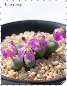 Z^,Z^̔,Z^ʔ,n}~YiȃRmtBc,Z^E,Z^,RmtBcZ^̈ĕ₵-Conophytum seratum,i@ɂƂ