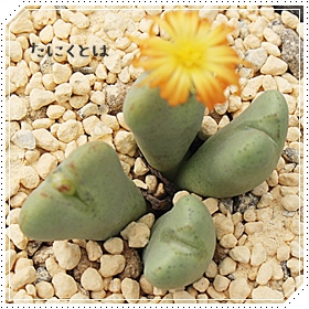 y,炭,y̔,yʔ,n}~YiȃRmtBc,RmtBc̒ʔ,RmtBc̈ĕ₵-Conophytum RAKUEN,i@ɂƂ