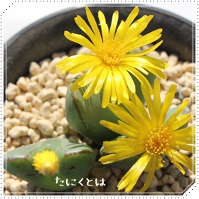 g,ׂɂ,g̔,gʔ,n}~YiȃRmtBc,RmtBc̒ʔ,RmtBcʔ,RmtBcg̈ĕ₵-Conophytum BENIKOSODE,i@ɂƂ