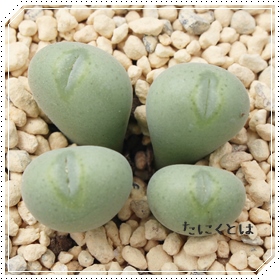 ,,ʔ̔,ʒʔ,n}~YiȃRmtBc,RmtBc̒ʔ,RmtBcʔ,RmtBcʂ̈ĕ₵-Conophytum SIZUKUDAMA,i@ɂƂ