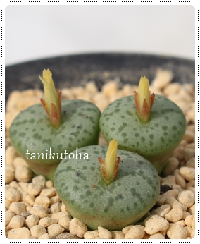 T,T̔,Tʔ,n}~YiȃRmtBc,T,TE,RmtBc̓Tʔ,RmtBc^ʔ,RmtBcT̈ĕ₵-Conophytum NORIZAMURAI,i@ɂƂ