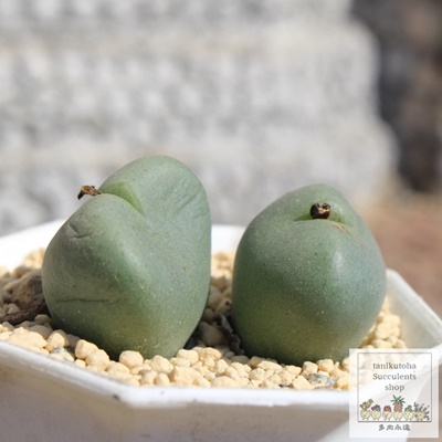 a,a̔,aʔ,n}~YiȃRmtBc,a,aE,RmtBc̕aʔ,RmtBcʔ,äĕ₵-Conophytum houden,i@ɂƂ