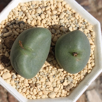 a,a̔,aʔ,n}~YiȃRmtBc,a,aE,RmtBc̕aʔ,RmtBcʔ,äĕ₵-Conophytum houden,i@ɂƂ