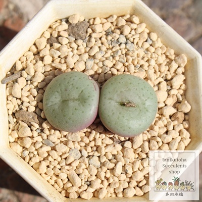 ሼ,ሼʔ̔,ሼʒʔ,n}~YiȃRmtBc,ሼʉ,ሼʒE,RmtBc̎ሼʒʔ,RmtBcʔ,ሼʂ̈ĕ₵-Conophytum purpusii,i@ɂƂ