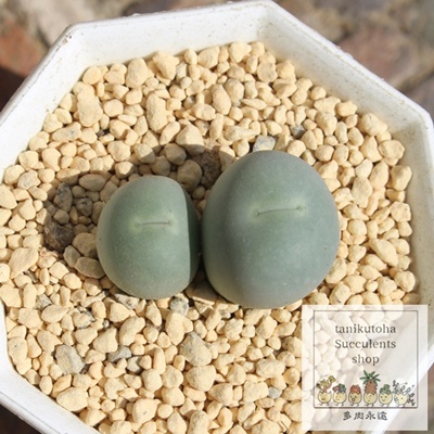 Ő,Ő̔,Őʔ,n}~YiȃRmtBc,Ő,ŐE,RmtBcŐʔ,RmtBcʔ,Ő̈ĕ₵-Conophytum calculus,i@ɂƂ
