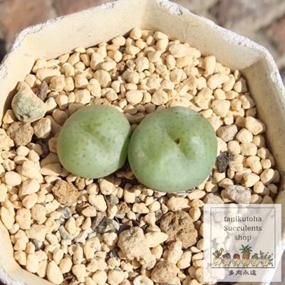 RVk,RVk̔,RVkʔ,n}~YiȃRmtBc,RVk,RVkE,RmtBc̃RVkʔ,RmtBcʔ,RVk̈ĕ₵-Conophytum consinnum,i@ɂƂ