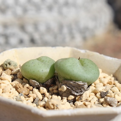 RVk,RVk̔,RVkʔ,n}~YiȃRmtBc,RVk,RVkE,RmtBc̃RVkʔ,RmtBcʔ,RVk̈ĕ₵-Conophytum consinnum,i@ɂƂ