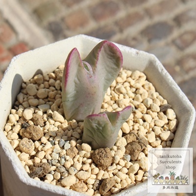ru,ru̔,ruʔ,n}~YiȃRmtBc,ru,ruE,RmtBc̃ruʔ,RmtBcʔ,rüĕ₵-Conophytum bilobum,i@ɂƂ