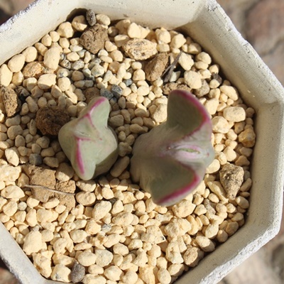 ru,ru̔,ruʔ,n}~YiȃRmtBc,ru,ruE,RmtBc̃ruʔ,RmtBcʔ,rüĕ₵-Conophytum bilobum,i@ɂƂ