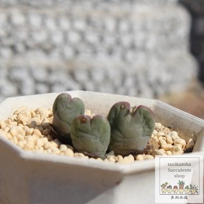 Hg,Hg̔,Hgʔ,n}~YiȃRmtBc,Hg,HgE,RmtBc̏Hgʔ,RmtBcʔ,Hg̈ĕ₵-Conophytum akibeni,i@ɂƂ