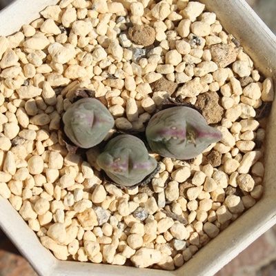 Hg,Hg̔,Hgʔ,n}~YiȃRmtBc,Hg,HgE,RmtBc̏Hgʔ,RmtBcʔ,Hg̈ĕ₵-Conophytum akibeni,i@ɂƂ