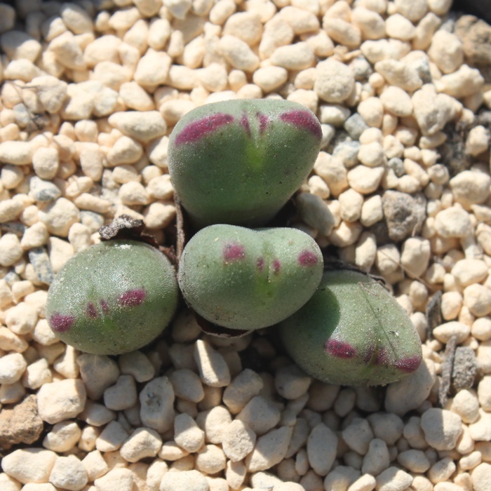 o^C,o^C̔,o^Cʔ,n}~YiȃRmtBc,o^C,o^CE,RmtBc̃o^Cʔ,RmtBc^ʔ,o^C̈ĕ₵-Conophytum valentine,i@ɂƂ