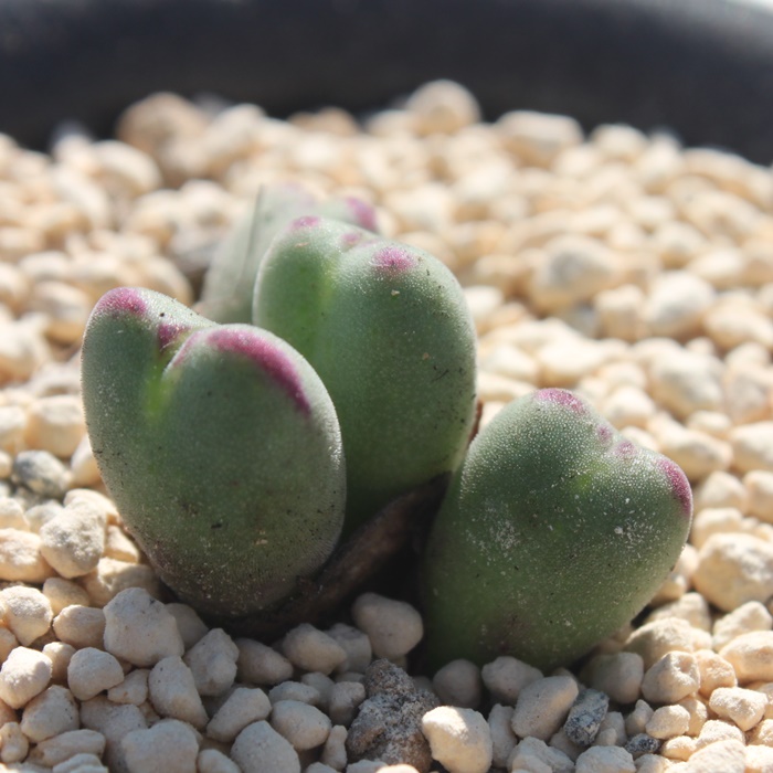 o^C,o^C̔,o^Cʔ,n}~YiȃRmtBc,o^C,o^CE,RmtBc̃o^Cʔ,RmtBc^ʔ,o^C̈ĕ₵-Conophytum valentine,i@ɂƂ