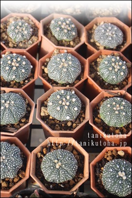 ,Ԃ,AXgtBc-Astrophytum asterias