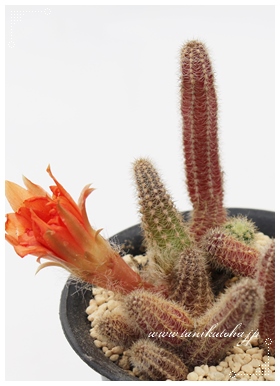 h,J}GPEX,hʔ,h̔,-Chamaecereus silvestrii