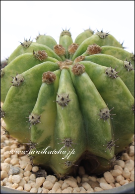 E̐},̂,T{e,T{eʔ,E̐}ʔ,E̐}gt,E̐}e킯,GLmvVX-Echinopsis eyriesii f.variegata