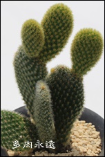 E̐},̂,T{e,ʔ,GLmvVX-Echinopsis eyriesii f.variegata